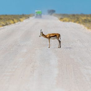 An antelope on a dirt road