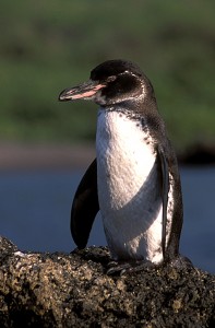 galapagos_penguin The Galapagos penguin, Spheniscus mendiculus. This species is listed as Endangered by the IUCN Red List. Photo by Haroldo Castro, courtesy Conservation International.