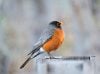 American robin