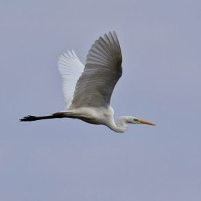 An egret flying in a grey sky