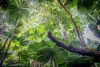 Canopy of the Daintree Rainforest