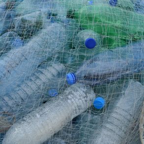 Plastic bottles in a net