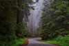 Road through Redwood National Park