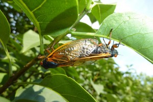 cicadas in love