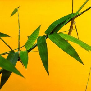 Bamboo on yellow background