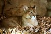 Mountain lion