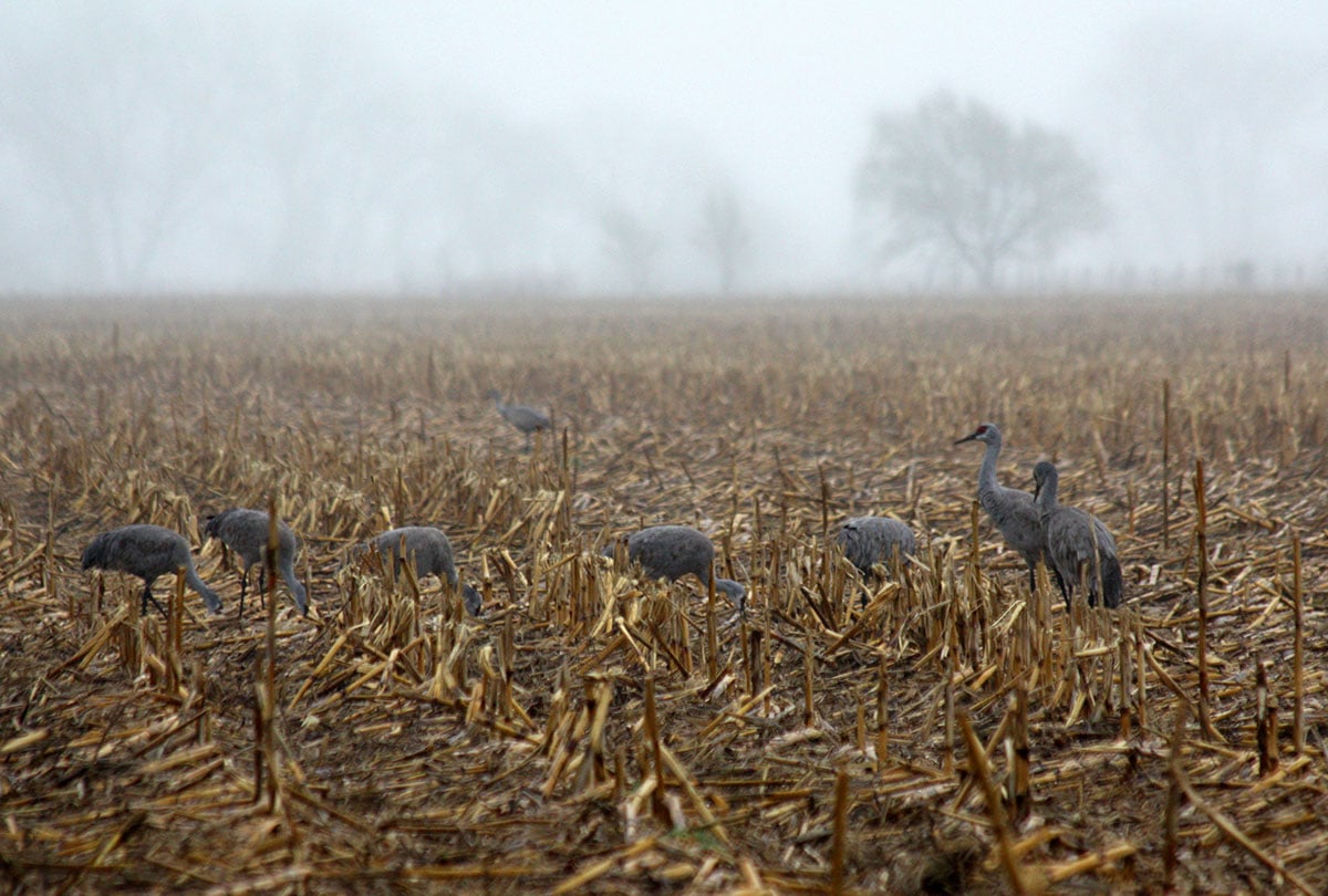 Sandhill cranes in cornfield
