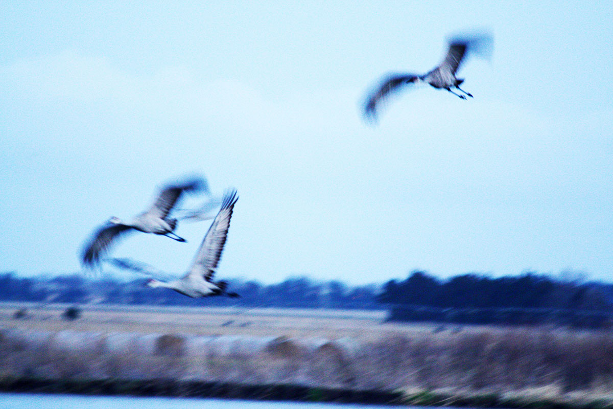 Sandhill cranes in flight