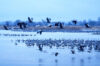 Sandhill Cranes in and above the Platte River
