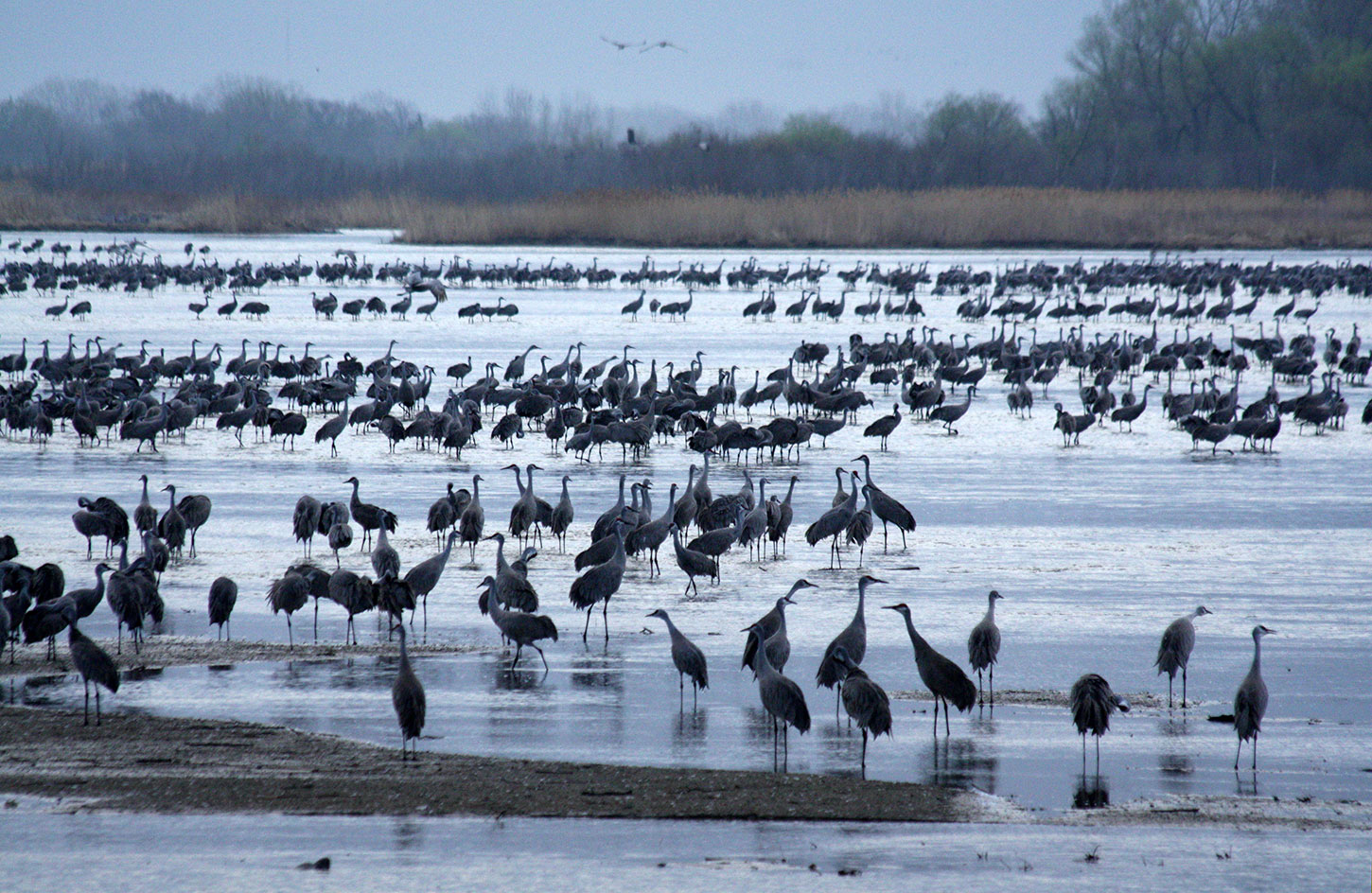 Sandhill cranes en mass on the Platte River