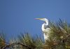 White egret in pine tree