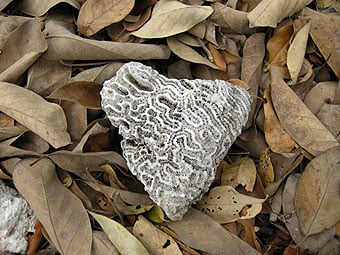 dodd_fossilized-coral-on-sac-be Fossilized coral