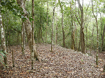 dodd_sac-be-at-Coba A sacbe on the Yucatán peninsula