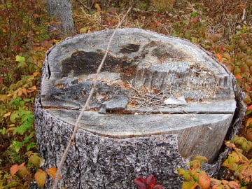 Black spruce stump