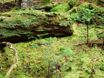 Forest with new growth.