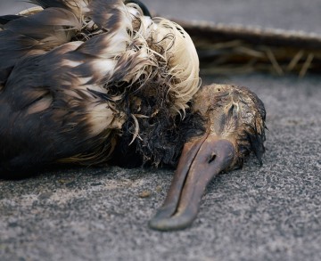 Decaying corpse of duck at the Midway atoll