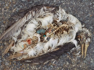 Decaying corpse of duck at the Midway atoll, stomach full of intgested plastic