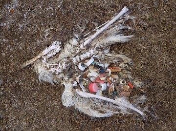 Decaying corpse of duck at the Midway atoll, stomach full of intgested plastic
