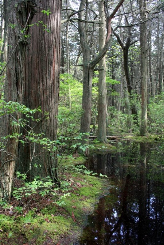 Atlantic white cedar swamp