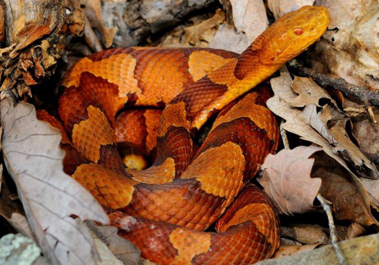 Endangered copperhead