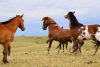 Horses playing on pasture