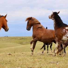 Horses playing on pasture