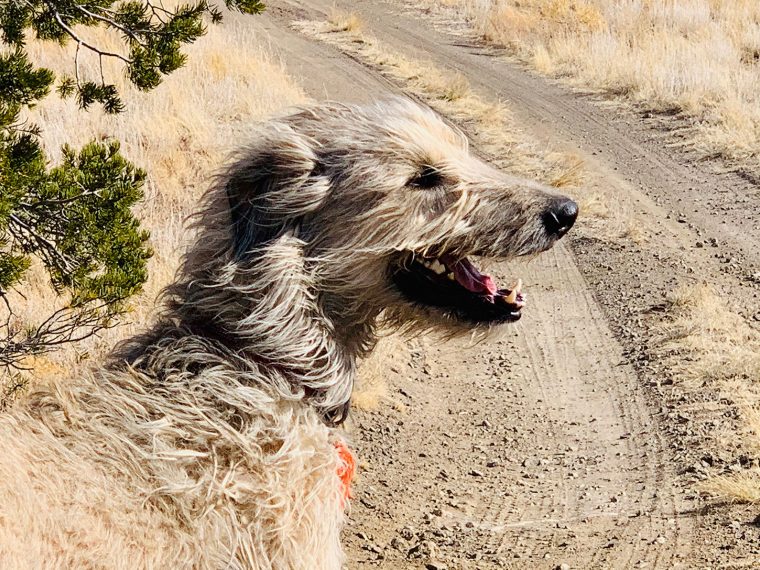 Pam's dog smiling