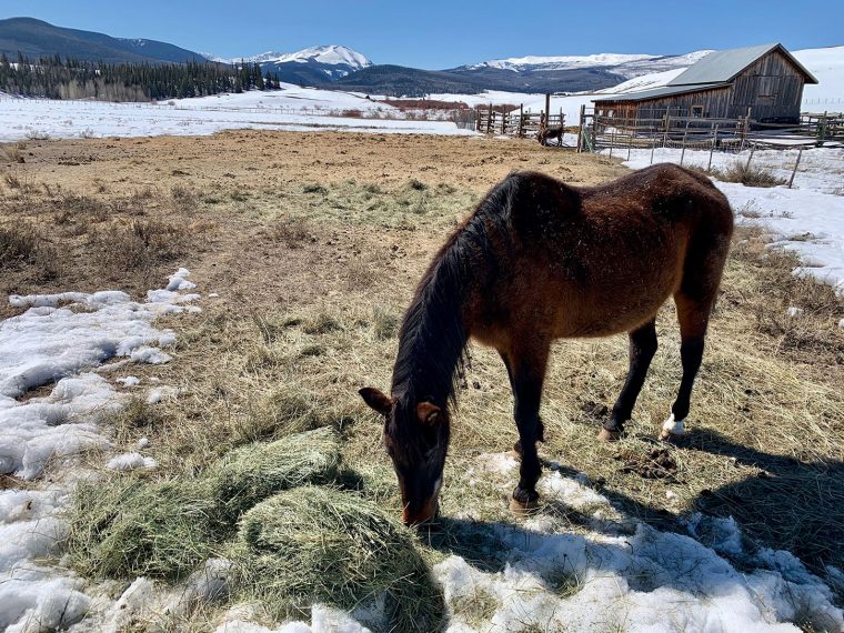 Horse eating hay
