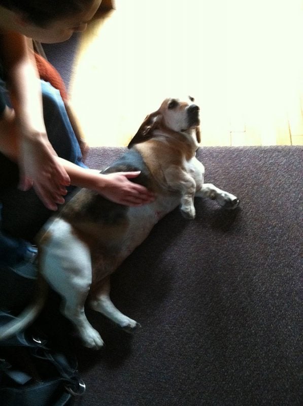 Violet the dog
