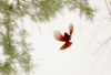 Cardinal in flight