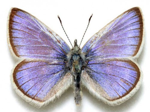 The extinct Xerces Blue butterfly, the namesake and idea behind the Xerces Society