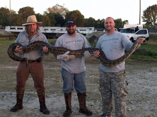 Veterans volunteering for the Swamp Apes, including Tom Rahill (left), capture a Burmese python in the Everglades. Photo courtesy The Swamp Apes.