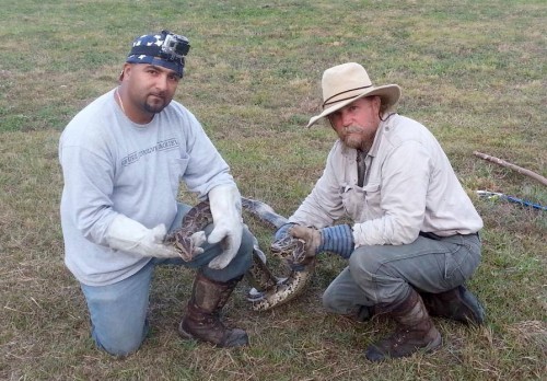 A volunteer from the Swamp Apes and Tom Rahill (right) hold a Burmese python caught in the wild. Photo courtesy The Swamp Apes.