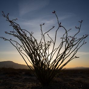 Ocotillo