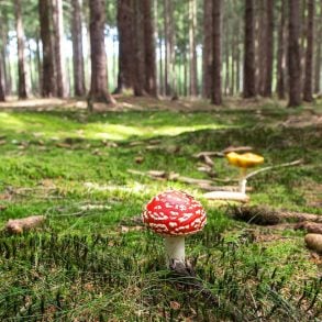 Letter to America by Holly Haworth