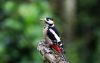 Old Roads, New Stories: Learning from Birds, by Rob Carney