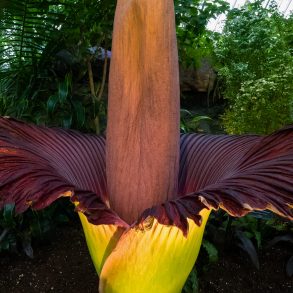 Letter to America by Elizabeth Dodd