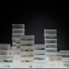 Our Ecology of Experience: An Interview with Andrew Yang by Mrianda Trimmier