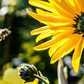 Letter to America: Poem by Todd Davis