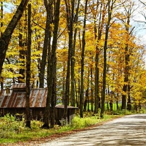 Three Poems by Neil Shepard