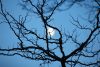 The Owl Light: A Poem Series by Deborah Fass
