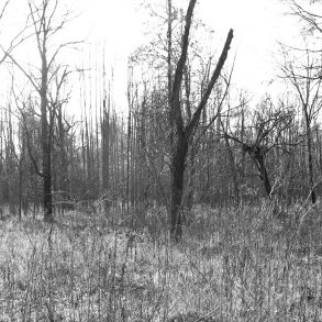 Ghost Trees, nonfiction by Jennie Goode