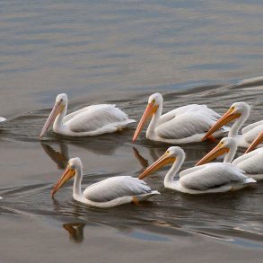 Three Poems by Lisa Norris