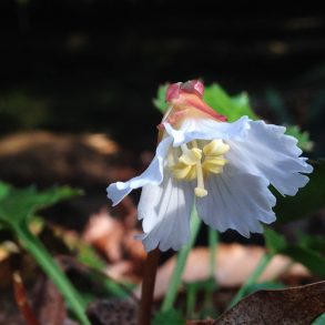 One Poem, by R. T. Smith