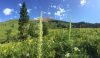 A Life of Science: Extreme Gardening in the Rocky Mountains, by Lorah Patterson