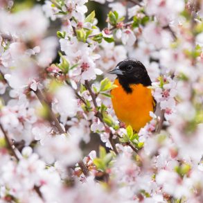 Letter to America: Poem by Philip Terman