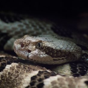 Ambassador for Rattlesnakes, by Ed Zahniser