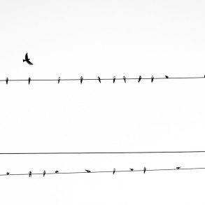 Four Poems by Kim Stafford