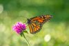Five Poems by Ted Kooser