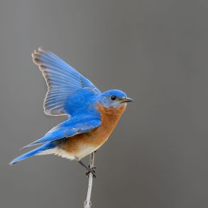 One Poem by Philip Terman